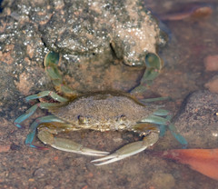 Callinectes arcuatus