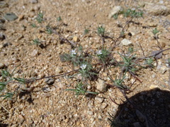 Eriastrum diffusum