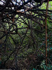 Momotus subrufescens