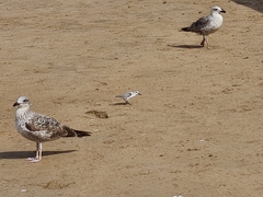 Calidris alba