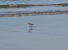 Pluvialis squatarola