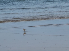 Pluvialis squatarola