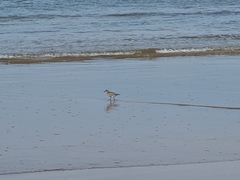 Pluvialis squatarola