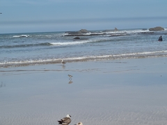 Pluvialis squatarola