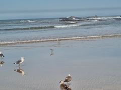 Pluvialis squatarola