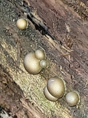 Lycogala flavofuscum