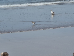 Pluvialis squatarola