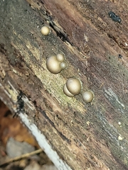 Lycogala flavofuscum