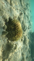 Lobactis scutaria