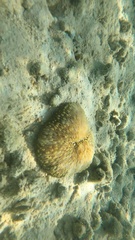 Lobactis scutaria