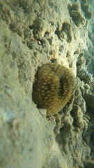 Lobactis scutaria