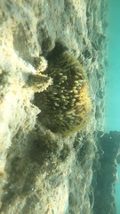 Lobactis scutaria