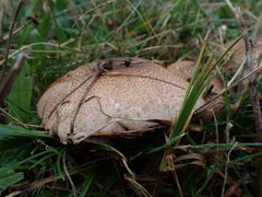 Agaricus brunneolus