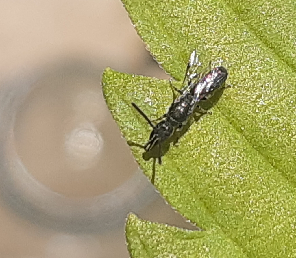 Chilicola rostrata