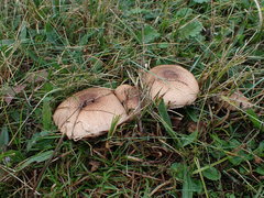 Agaricus brunneolus