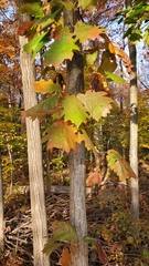 Quercus