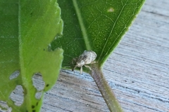 Aneuma compta