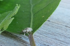 Aneuma compta