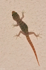 Mediodactylus