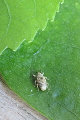 Aneuma compta
