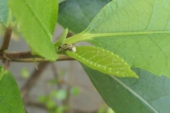 Aneuma compta