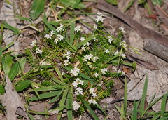 Asperula minima