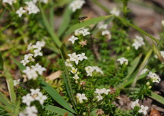 Asperula minima