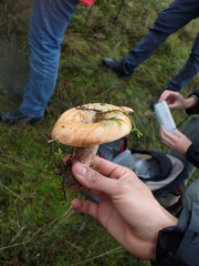 Lactarius sanguifluus