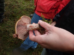 Lactarius sanguifluus