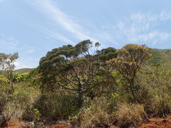 Dacrydium araucarioides