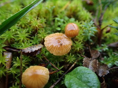 Galerina graminea