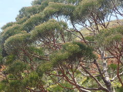 Dacrydium araucarioides
