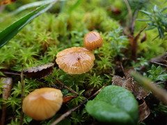 Galerina graminea