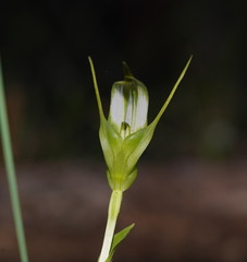 Pterostylis falcata