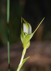 Pterostylis falcata