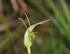Pterostylis falcata