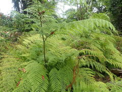 Hypolepis glandulifera