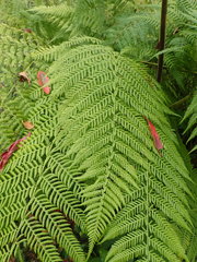 Hypolepis glandulifera