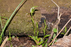 Pterostylis falcata