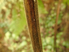 Hypolepis glandulifera