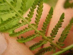 Hypolepis glandulifera