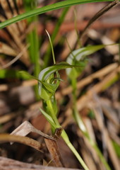 Pterostylis falcata