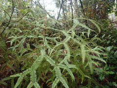 Sticherus brackenridgei