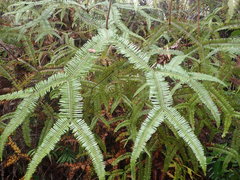 Sticherus brackenridgei