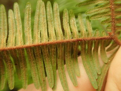 Sticherus brackenridgei