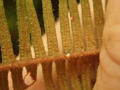 Sticherus brackenridgei