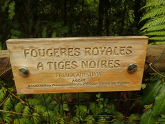 Ptisana attenuata