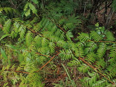 Ptisana attenuata