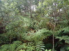 Sticherus brackenridgei