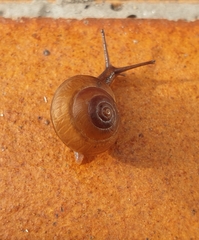 Hygromia limbata